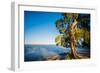 Paperbark tree growing on the shore of Lake Cootharaba, Queensland, Australia-Mark A Johnson-Framed Photographic Print