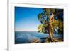 Paperbark tree growing on the shore of Lake Cootharaba, Queensland, Australia-Mark A Johnson-Framed Photographic Print