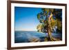 Paperbark tree growing on the shore of Lake Cootharaba, Queensland, Australia-Mark A Johnson-Framed Photographic Print
