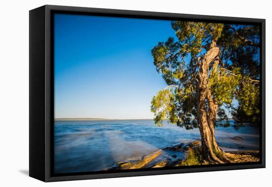 Paperbark tree growing on the shore of Lake Cootharaba, Queensland, Australia-Mark A Johnson-Framed Stretched Canvas