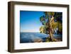 Paperbark tree growing on the shore of Lake Cootharaba, Queensland, Australia-Mark A Johnson-Framed Photographic Print