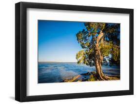 Paperbark tree growing on the shore of Lake Cootharaba, Queensland, Australia-Mark A Johnson-Framed Photographic Print