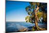 Paperbark tree growing on the shore of Lake Cootharaba, Queensland, Australia-Mark A Johnson-Mounted Photographic Print