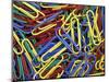 Paperclips, Washington, USA-null-Mounted Photographic Print