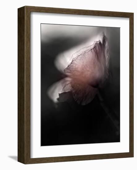 Papery-Ursula Abresch-Framed Photographic Print