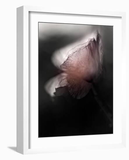 Papery-Ursula Abresch-Framed Photographic Print