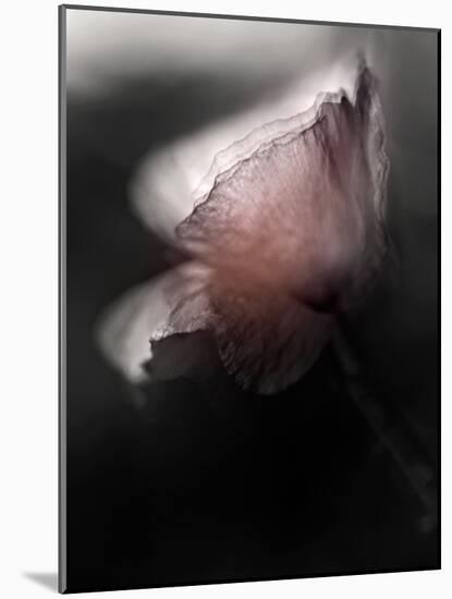 Papery-Ursula Abresch-Mounted Photographic Print