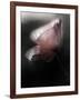 Papery-Ursula Abresch-Framed Photographic Print