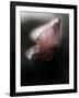 Papery-Ursula Abresch-Framed Photographic Print