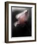 Papery-Ursula Abresch-Framed Photographic Print