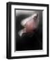 Papery-Ursula Abresch-Framed Photographic Print