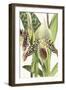 Paphiopedilum Argus-The Drammis Collection-Framed Giclee Print