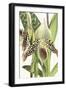 Paphiopedilum Argus-The Drammis Collection-Framed Giclee Print