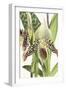 Paphiopedilum Argus-The Drammis Collection-Framed Giclee Print