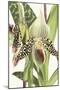 Paphiopedilum Argus-The Drammis Collection-Mounted Giclee Print