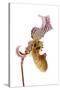 Paphiopedilum Fairrieanum-Fabio Petroni-Stretched Canvas