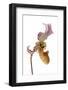 Paphiopedilum Fairrieanum-Fabio Petroni-Framed Photographic Print