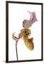 Paphiopedilum Fairrieanum-Fabio Petroni-Framed Photographic Print