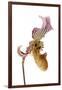 Paphiopedilum Fairrieanum-Fabio Petroni-Framed Photographic Print