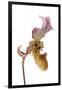 Paphiopedilum Fairrieanum-Fabio Petroni-Framed Photographic Print