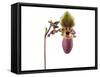 Paphiopedilum Glaucophyllum1-Fabio Petroni-Framed Stretched Canvas