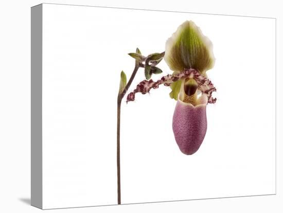 Paphiopedilum Glaucophyllum1-Fabio Petroni-Stretched Canvas