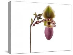 Paphiopedilum Glaucophyllum1-Fabio Petroni-Stretched Canvas