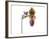 Paphiopedilum Glaucophyllum1-Fabio Petroni-Framed Photographic Print