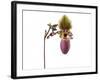 Paphiopedilum Glaucophyllum1-Fabio Petroni-Framed Photographic Print