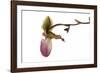 Paphiopedilum Glaucophyllum1-Fabio Petroni-Framed Photographic Print