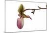 Paphiopedilum Glaucophyllum1-Fabio Petroni-Mounted Photographic Print