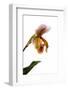 Paphiopedilum Ibrid-Fabio Petroni-Framed Photographic Print