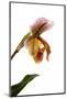 Paphiopedilum Ibrid-Fabio Petroni-Mounted Photographic Print