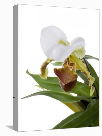 Paphiopedilum Leeanum-Fabio Petroni-Stretched Canvas