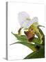 Paphiopedilum Leeanum-Fabio Petroni-Stretched Canvas