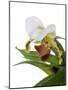 Paphiopedilum Leeanum-Fabio Petroni-Mounted Photographic Print