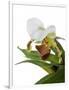 Paphiopedilum Leeanum-Fabio Petroni-Framed Photographic Print