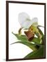 Paphiopedilum Leeanum-Fabio Petroni-Framed Photographic Print