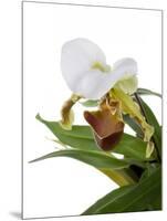 Paphiopedilum Leeanum-Fabio Petroni-Mounted Photographic Print