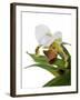 Paphiopedilum Leeanum-Fabio Petroni-Framed Photographic Print