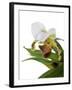 Paphiopedilum Leeanum-Fabio Petroni-Framed Photographic Print