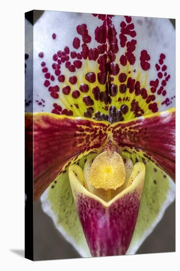 Paphiopedilum orchid, Lady Slipper-Jim Engelbrecht-Stretched Canvas