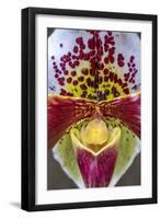 Paphiopedilum orchid, Lady Slipper-Jim Engelbrecht-Framed Photographic Print