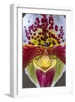 Paphiopedilum orchid, Lady Slipper-Jim Engelbrecht-Framed Photographic Print