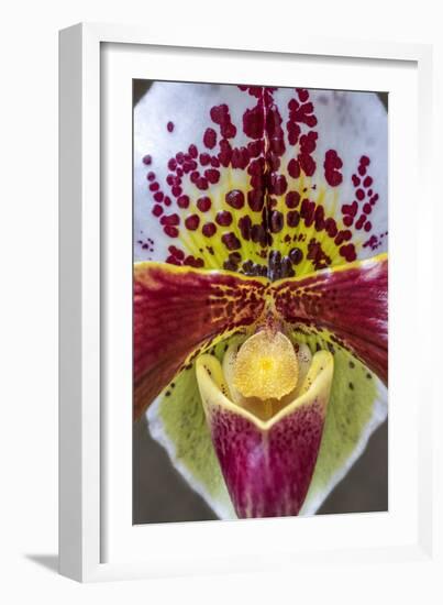 Paphiopedilum orchid, Lady Slipper-Jim Engelbrecht-Framed Photographic Print