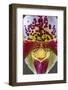 Paphiopedilum orchid, Lady Slipper-Jim Engelbrecht-Framed Photographic Print