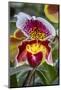 Paphiopedilum orchid, Lady Slipper-Lisa Engelbrecht-Mounted Photographic Print