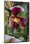 Paphiopedilum orchid, Lady Slipper-Lisa Engelbrecht-Mounted Photographic Print