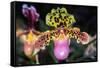 Paphiopedilum Orchid.-Nuwatpic-Framed Stretched Canvas