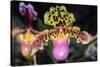 Paphiopedilum Orchid.-Nuwatpic-Stretched Canvas